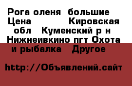 Рога оленя (большие) › Цена ­ 5 000 - Кировская обл., Куменский р-н, Нижнеивкино пгт Охота и рыбалка » Другое   